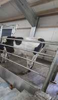 All-Exit one push of a button allows cows on each side to exit, helping to save time (swing-up or vertical-lift options available). Open cow platform from entrance to milking place for fast loading.