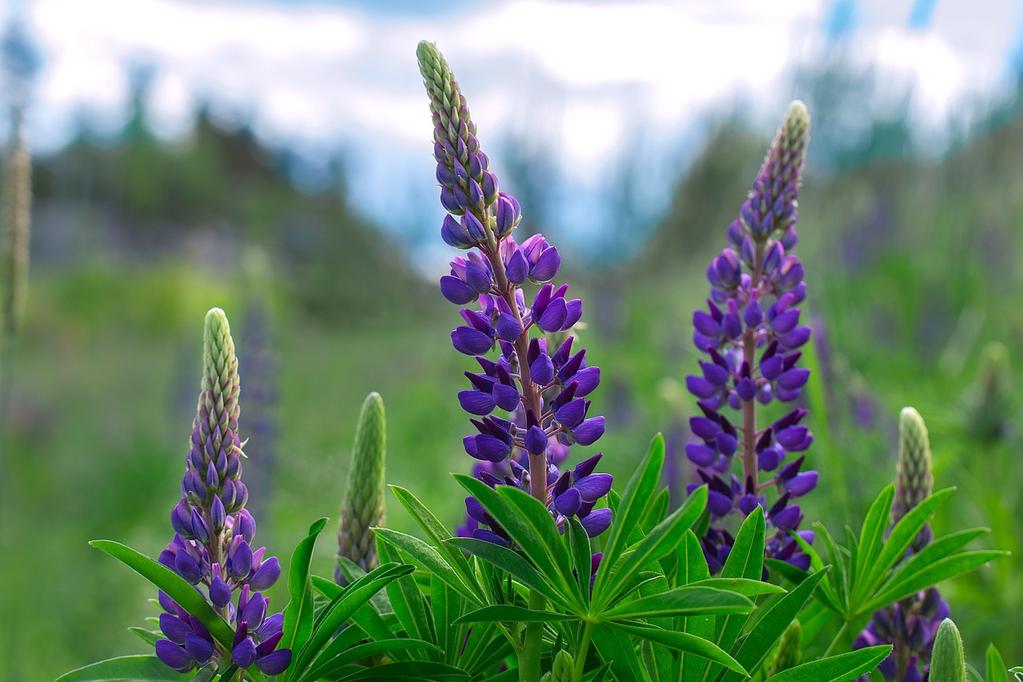 Nya baljväxter- tex Blå lupin som mat Hög avkastning