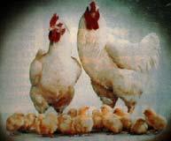 Salmonellafri fjäderfäproduktion är baserad på 5 basprinciper: 1 2 3 4 5 Avelsdjur och daggamla kycklingar utan salmonella Salmonellafritt foder och vatten Salmonellafria stallar Regelbunden