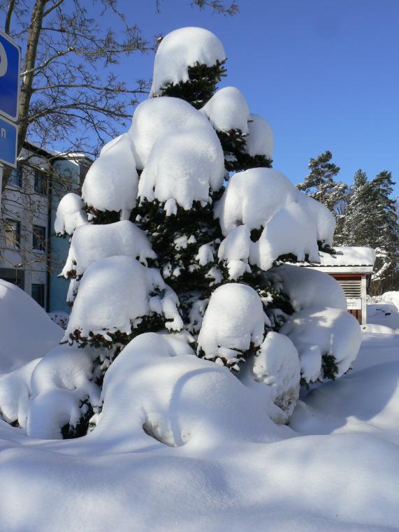 Årets föreningsstämma