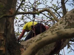 29 certifierad arborist arborist som är certifierad enligt för branschen internationellt vedertaget system EXEMPEL ISA Certified Arborist och Certified European