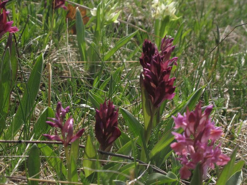 Utflykten till Sandemar Den 12 maj ordnade aktivitetskommittén en utflykt till Sandemars naturreservat, strax väster om Dalarö.