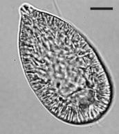 1. Inledning En kraftig uppgång och påföljande nedgång i biomassa hos vissa populationer av växtplankton kan bero på många orsaker varav en del kan kopplas till mänsklig aktivitet.