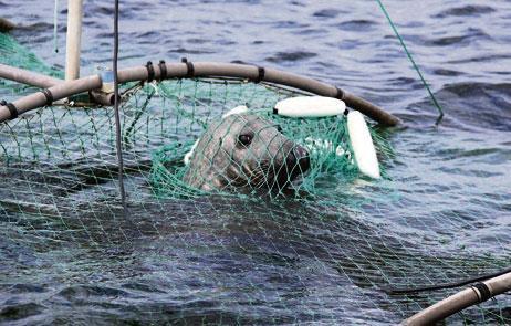 Sälens inverkan på fisket River och söndrar fiskebragder Skadar fångsten i bragder Tar fångst från bragder, även utan att lämna ett