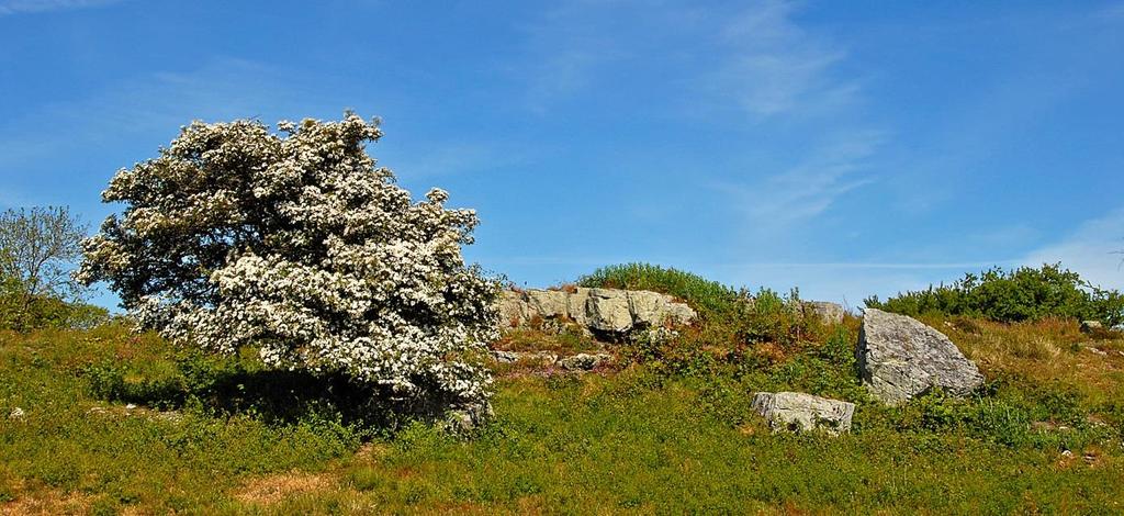 FÖRSOMMARFÅGLAR DAG-TILL-DAG Grönet i härlig försommarblomning. Ett stenkast från vårt vandrarhem. (Magnus Ullman) T isdag. Start kl 17.