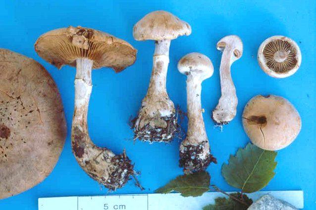 , 1958: Cortinarius II The Naturalist, Leeds. Orton P.D., 1983: Some notes on the genus Cortinarius in Britain Sydowia 36: 213-226. Phillips R.