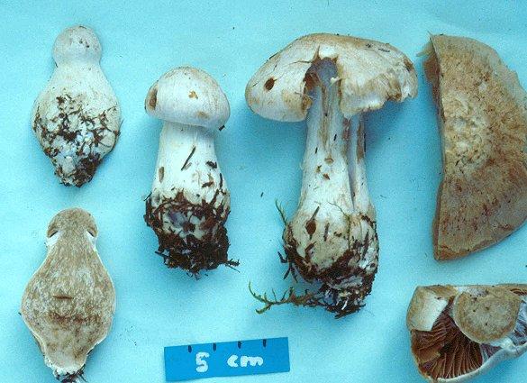 Cortinarius diosmus Kühn.