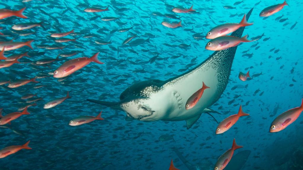 Drömmen om Galapagos Grundpaketet i denna resa är en veckas liveaboardresa på den mycket bekväma och lyxiga dykbåten Galapagos Master.