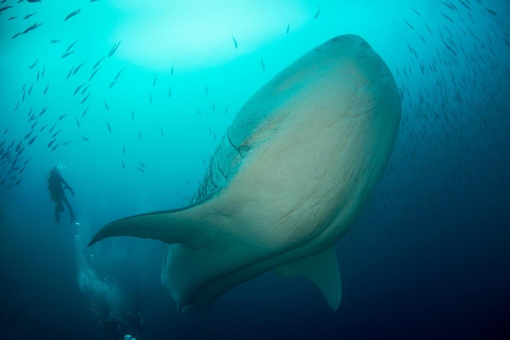 Galapagos Master - din liveaboard Det snabbt växande företaget Worldwide Dive and Sail har på några få år blivit världsledande vad det gäller