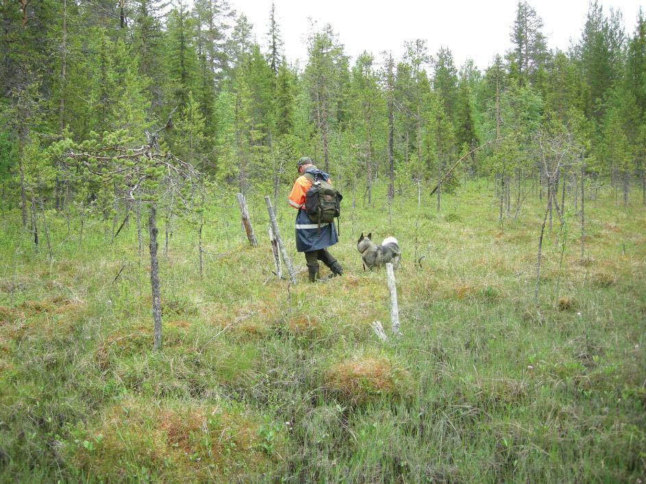 Fig 4. Rengärdet (-5) och bevarade stängselstolpar med Lars Backman och hunden Leta i bakgrunden. Foto från SSV.