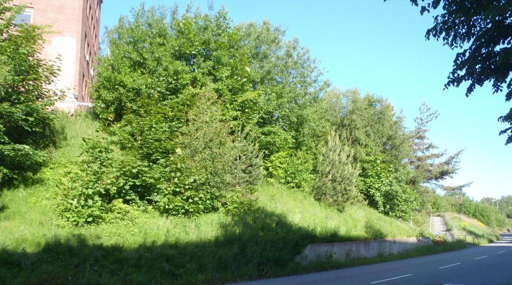 26). Figur 26: Den östra delen av område 4 utgörs av en träd- och gräsbevuxen slänt.