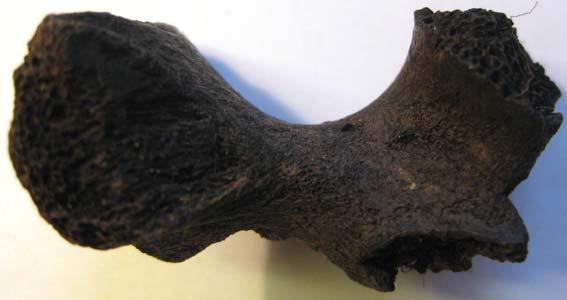 Övriga arter I materialet påträffades också en bröstkota (Vertebra thoracalis) från hund (Canis familiaris), en bröstkota (Vertebra thoracalis) från säl (Phocidae).