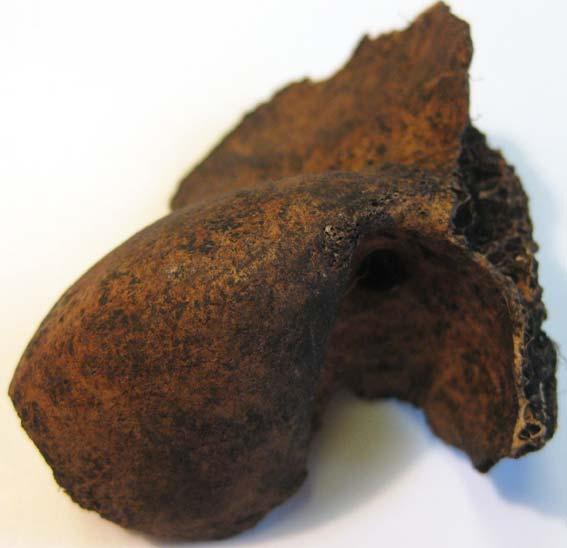Uppdrag Osteologi Institutionen för Arkeologi och Antikens