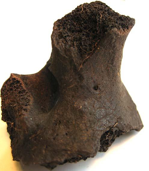 Fig. 2. Nötkota som uppvisar tydliga spår i ytskiktet som är orsakat av rötter. Notera även rötterna som fortfarande sitter kvar i de spongiösa delarna av benets innandöme.
