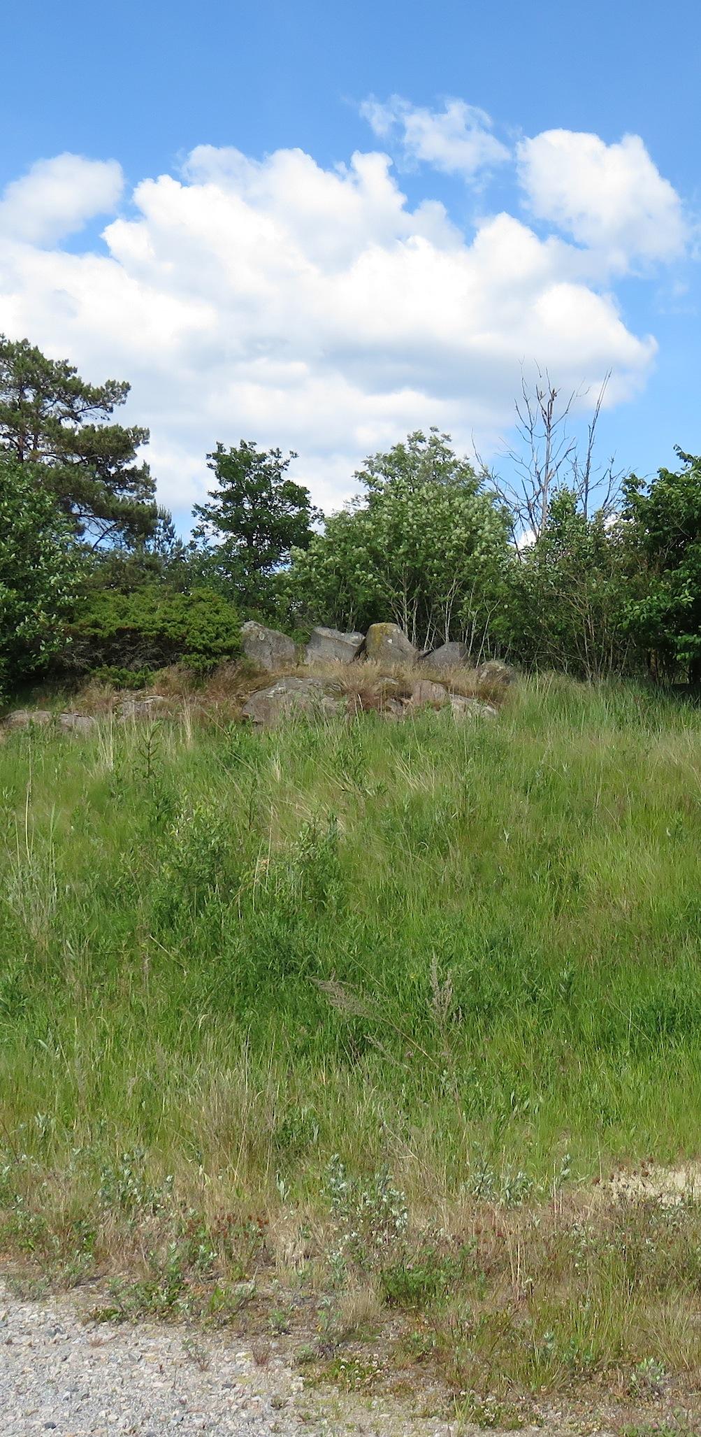 Inventering av naturvärden i ett område vid Drivnäs