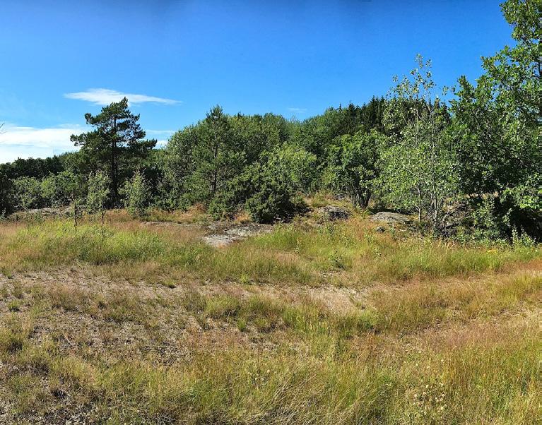 1. Torräng Naturvärdesklass: Naturvärdesklass 4 visst naturvärde Dominerande naturtyp: Skog och träd Biotoper: Hällmark, torräng, buskmark Natura 2000-naturtyp: Beskrivning: Mosaikartad torräng med