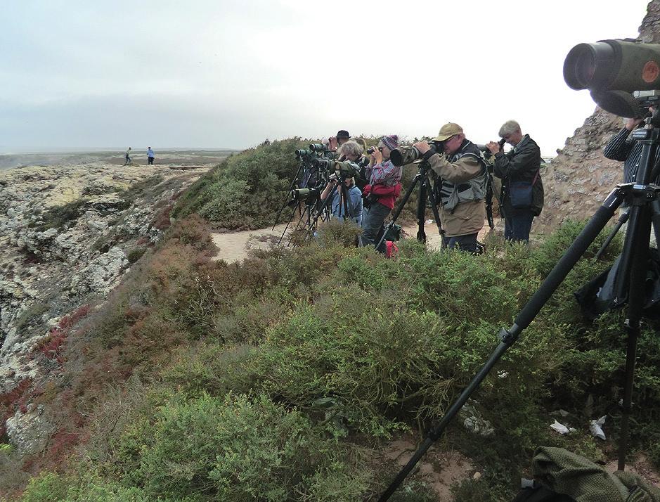 Havsfågelskådning vid Cabo de Vicente Torsdag 17 september Idag började vi med en skådartur strax nedanför Posadan i Sagres. Direkt vi gick ur bilen lågsniffade ett gäng rostgumpsvalor där.