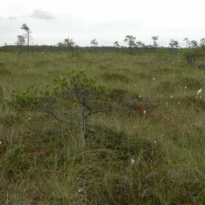 1009659 Vitmossen (U12) Kommun Myrregion Totalareal Sala Areal land 175ha C, D varav myr 153ha 175ha Areal vatten Areal skogsmark ovan fj.gräns Areal skogsmark ned. fj.gräns 22ha varav prod.