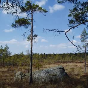 1009357 Höskovsmossen (U9) Kommun Myrregion Sala, Surahammar D Areal land varav myr 656ha 397ha Totalareal 657ha Areal vatten 1ha Areal skogsmark ovan fj.gräns Areal skogsmark ned. fj.gräns 26 varav prod.