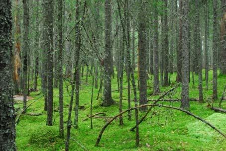 Saramäki Svedjan på Saramäki var ämne för Sven Martinssons projektarbete i kursen Skogsfinnarna i Skandinavien. Vi var nog många som upplevde vandringen på storskifteskartans väg nummer 538½ (!