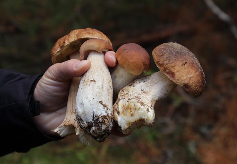 på svamp och det mesta som finns i skogen.