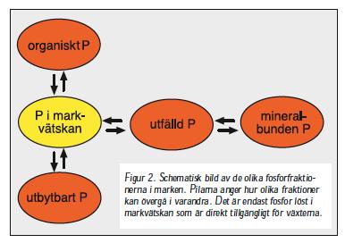 Figur 7. Schematisk bild över de olika fosforfraktionerna i marken. Pilarna anger hur de olika fraktionerna övergår i varandra (Johnson 1997).