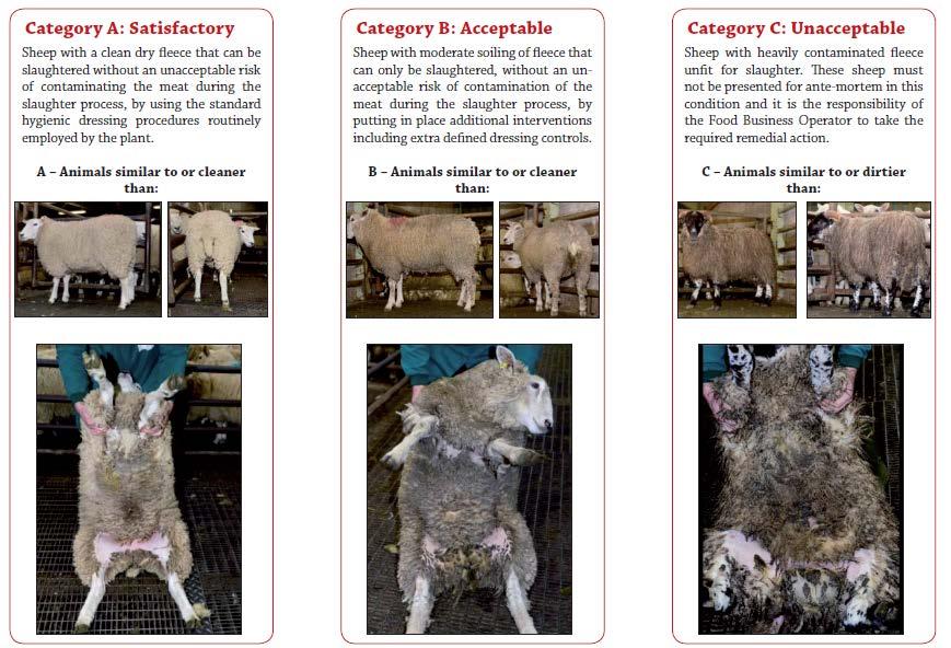 Irland Irland använder en tregradig skala vid bedömning av djurens renhet enligt Clean Livestock Policy for Sheep, se figur 18 (Teagasc, 2017).