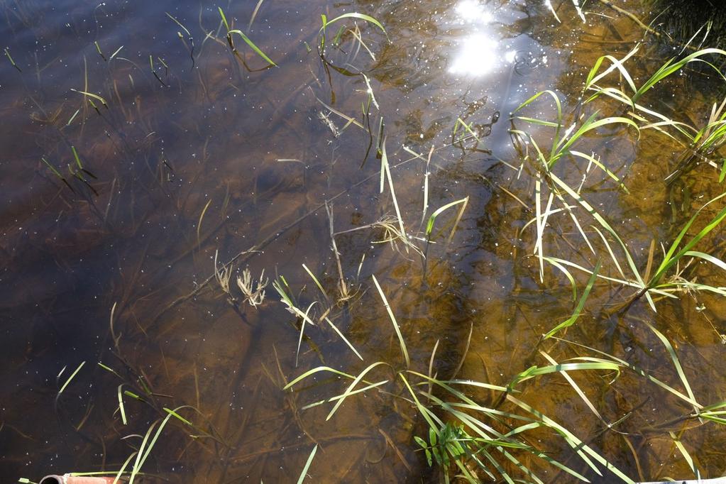 biologiska mångfalden identifieras och beskrivas.