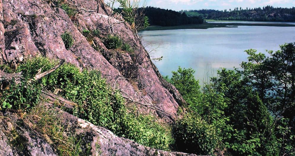 Tulkörten och klimatet Om nyttan av långa tidsserier Text och bild: CHRISTER SOLBRECK Klimateffekter är ett populärt tema bland ekologer idag.