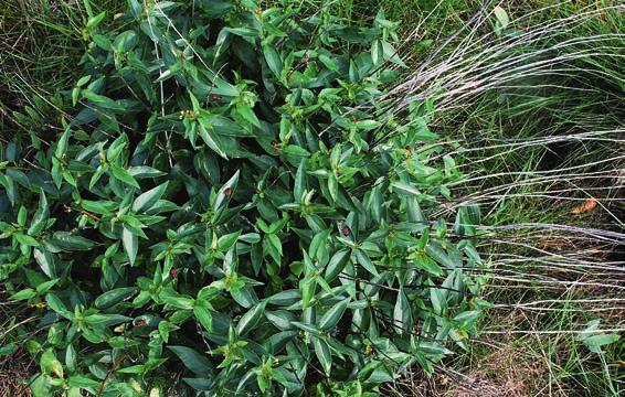 av klimatförändringar från andra förändringar i miljön. För att påvisa klimateffekter behövs en växt som är obetydligt påverkad av landskapets förvandling.