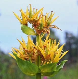 Hälsinglands flora har inte hunnit lika långt, men inventeringsresultaten är samlade i en lätthanterlig databas och den största delen av texterna är skrivna.