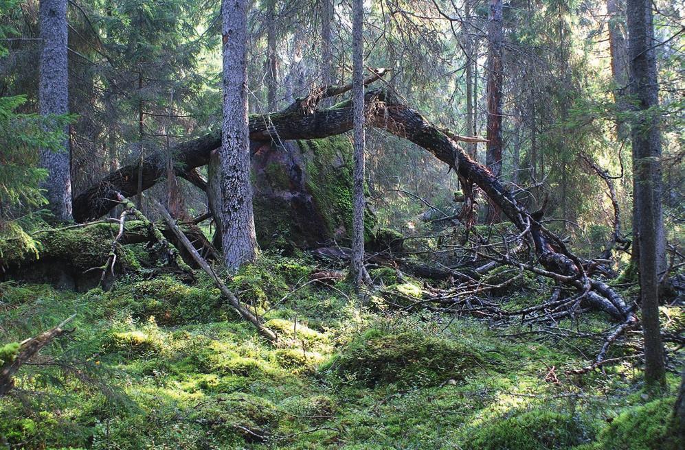 Lavfloran på aspar i Fiby urskog Fiby urskog utanför Uppsala har länge varit ett spännande exkursionsmål bland naturvänner. Men någon sammanställning av lavfloran i skogen har aldrig gjorts.