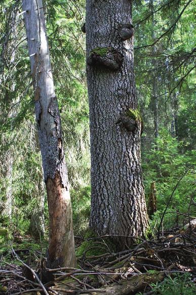 figur 2. Ofta står granarna tätt runtomkring asparna i Fiby urskog.