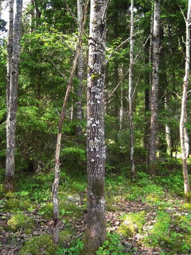 figur 3. De unga asparna i Fiby växer främst i större kloner i skogens utkanter. foto: Niina Sallmén. Young aspen are primarily found as large clones on the periphery of the Fiby urskog forest.