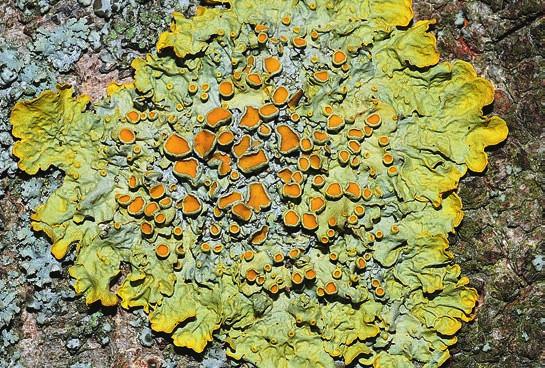 figur 6. Asporangelav Caloplaca flavorubescens (till vänster) är en aspspecialist medan vägglav Xanthoria parietina (till höger) är en generalist som förekommer på många olika underlag.