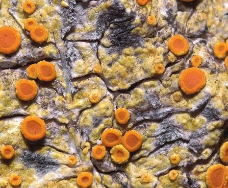 Caloplaca flavorubescens (left) is an aspen specialist while Xanthoria parietina (right) is a generalist species that can be found on various substrates.