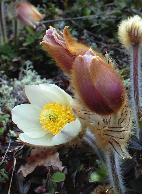 figur 1. Mosippa är en vacker och mycket älskad vårblomma som tyvärr minskar kraftigt i Sverige. Därför bedrivs det på många håll ett intensivt arbete för att bevara den och dess växtplatser.