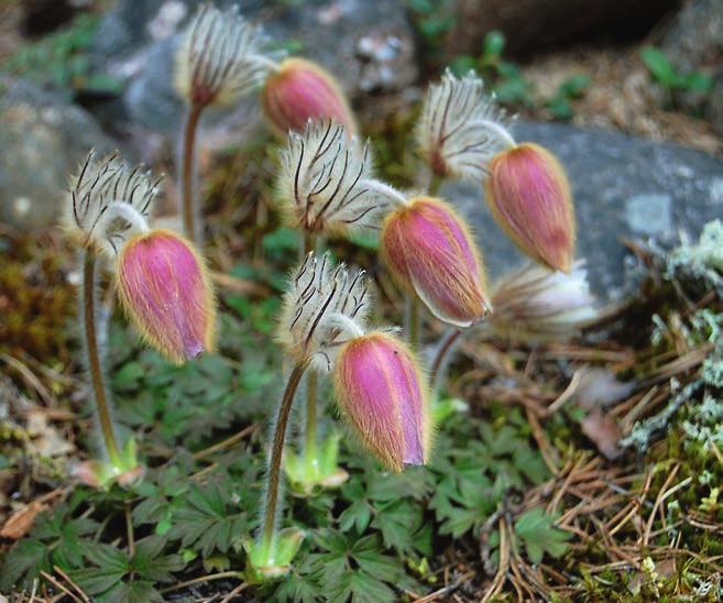 figur 4. Mosippans blomning visar stora variationer mellan åren. Blomningen verkar styras av flera olika faktorer som inte direkt påverkas av skötseln.
