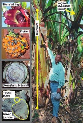 In the wild (A), the encircled plants are about 7 m in height. Enset in cultivation (B); fields with tall plants close to the houses.