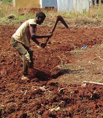 A B C figur 3. A) Traditionell markberedning inför plantering av enset. B) Jordstammar klara för plantering. Två planteringshål ses i förgrunden.
