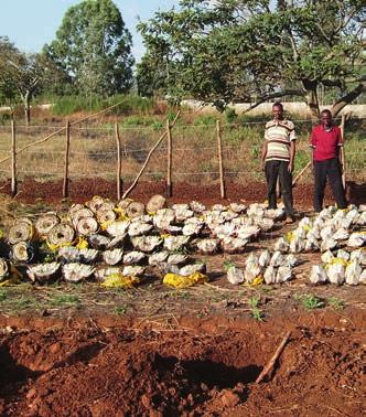 Traditional soil cultivation (A), corms of enset and two holes for planting (B), and enset seedling nursery (C) in southern Ethiopia.