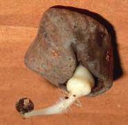 A D Frövita Fröskal Embryo Chalaza Scutellum B E Primärrot C F Skott som gror Skott figur 4. Morfologi och groningsförlopp hos ensetfrön.