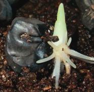 Av någon anledning sätter plantorna dessutom väldigt sällan frön vid forskningscentret ARC, där det finns plantor som kan få mogna naturligt.