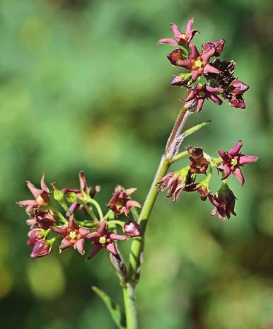figur 3. Brun tulkört Vincetoxicum rossicum har brunaktiga blommor och något klängande stjälktoppar. Den hör hemma i sydöstra Europa; hos oss odlas den ibland som trädgårdsväxt.