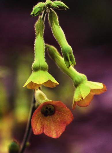 figur 5. Nicotiana Tinkerbell är en ofta odlad och ibland förvildad blomstertobakshybrid. Småland, Tingsås, Elsemåla 30 september 2006. foto: Åke Svensson.