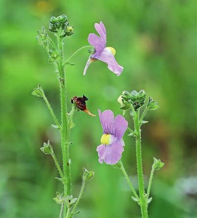 figur 7. Tvillingsporre Diascia barberae (vänstra bilden), en sällan förvildad prydnadsväxt från södra Afrika.