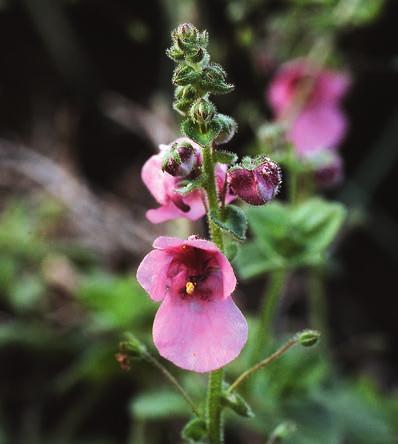 Doftnemesia Nemesia caerulea (högra bilden) är en annan sydafrikansk prydnadsväxt. Likheten med släktet Linaria är ytlig och beror på konvergent utveckling.