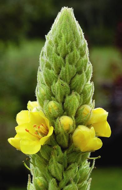 tabell 1. Släkten av familjen Scrophulariaceae i den gamla omfattningen ( lejongapsväxter ) och hur de idag fördelas på familjer.
