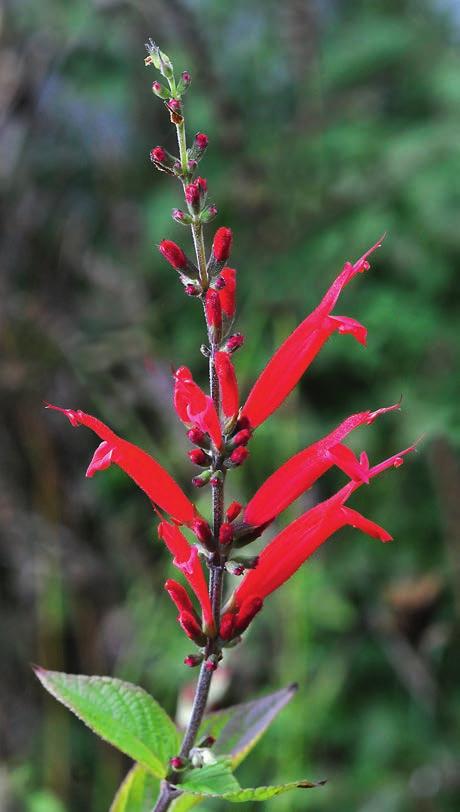 foto: Åke Svensson (ovan), Marita Westerlind (höger). Salvia coccinea (above), from tropical America, is grown for ornament. This specimen was found on throwout in Skåne, southernmost Sweden.