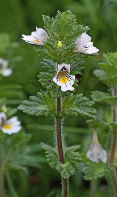 figur 11. Finnögontröst Euphrasia officinalis subsp. officinalis (vänstra bilden) har länge gått under namnet E. rostkoviana subsp.